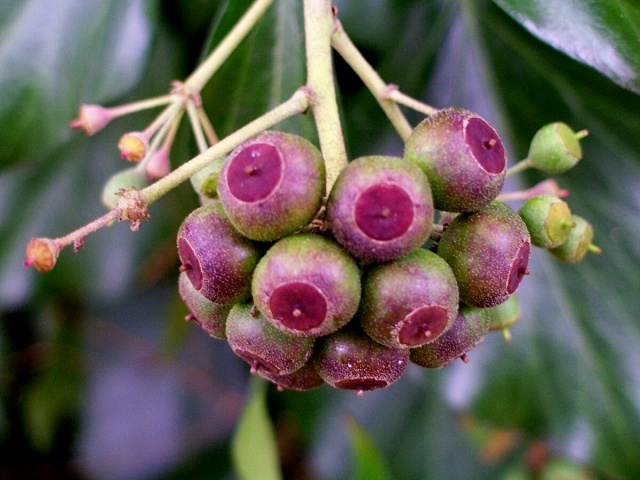 Hedera helix / Edera